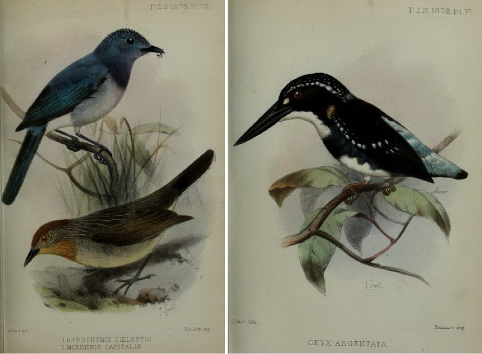 Walden’s On the Collection made by Everett in the Island of Dinagat (1878): Celestial Monarch, Rusty-crowned babbler and Silvery Kingfisher 