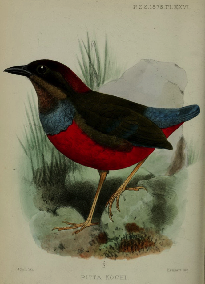 Walden’s On some Luzon Birds in the Museum at Darmstadt (1878): Whiskered Pitta