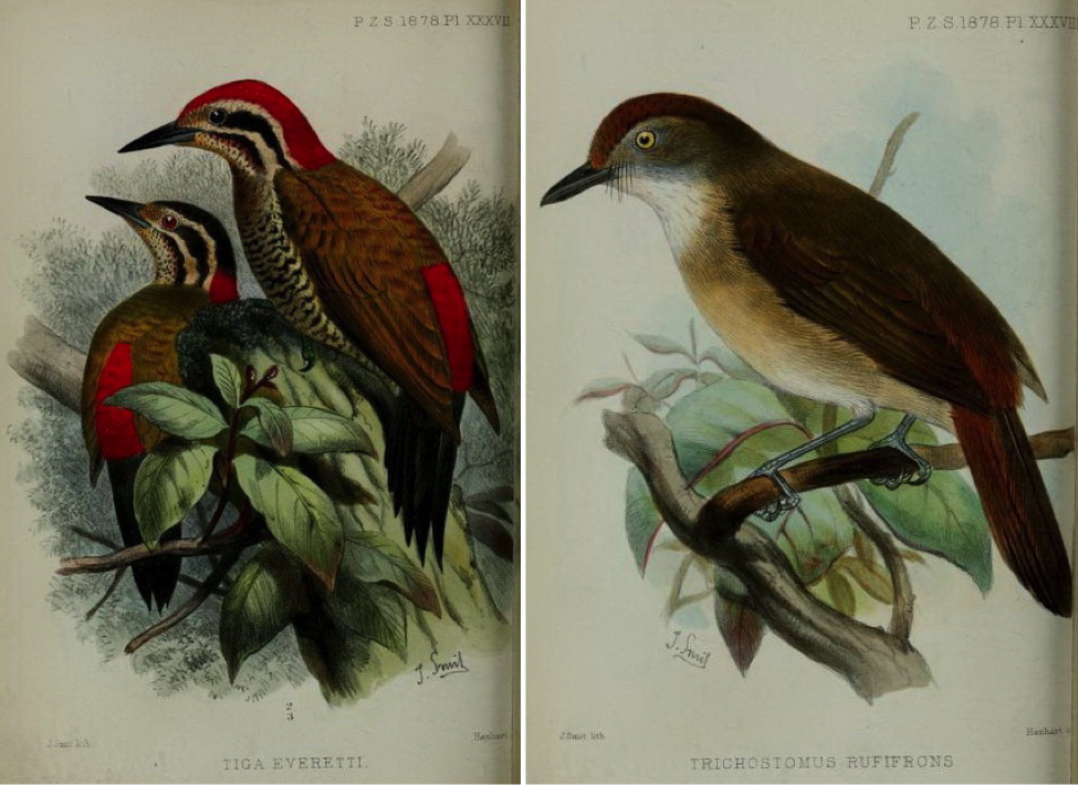Walden’s On the Collection made by Everett in the Island of Palawan (1878): Spot-throated Flameback and Melodious Babbler