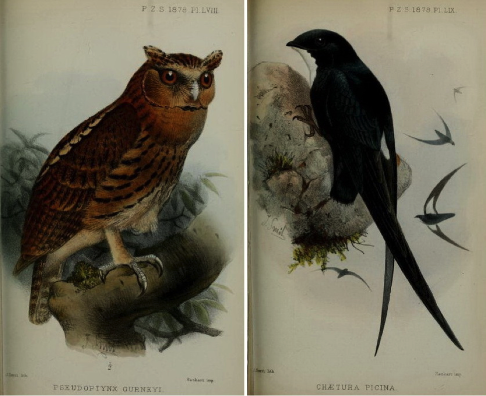 Walden’s On the Collection made by Everett at Zamboanga (1878): Giant Scops Owl and Philippine Spine-tailed Swift