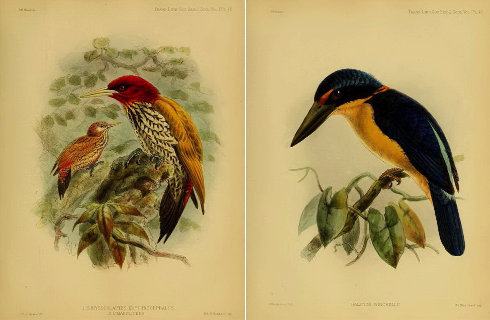 Sharpe’s On the Birds collected by Professor Steere in the Philippine Archipelago (1877): Red-headed Flameback and Rufous-lored Kingfisher