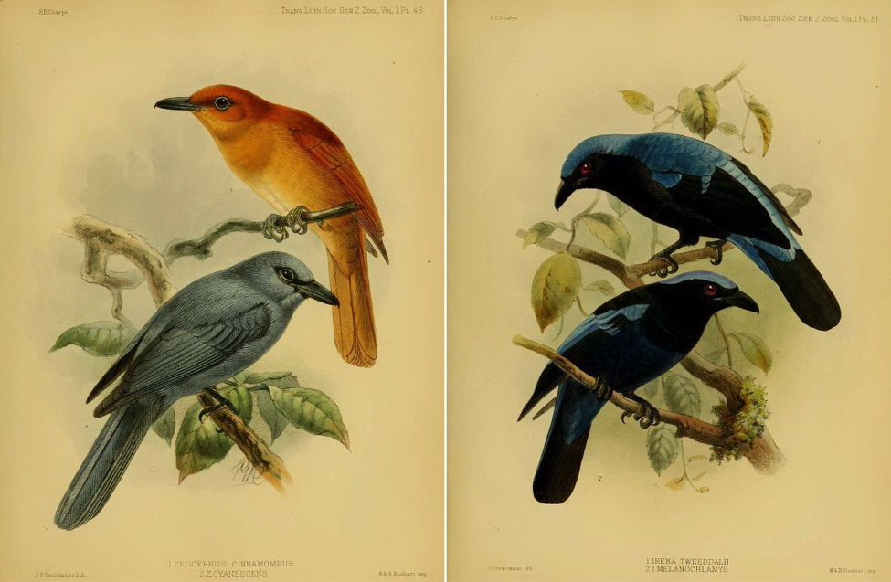Sharpe’s On the Birds collected by Professor Steere in the Philippine Archipelago (1877): Rufous Paradise Flycatcher and Blue Paradise Flycatcher; Asian Fairy-bluebird and Philippine Fairy-bluebird