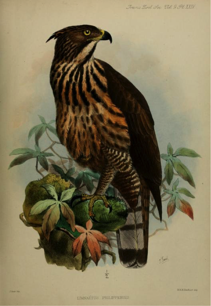 Walden’s A List of Birds known to inhabit the Philippine Archipelago (1875): Philippine Hawk-Eagle