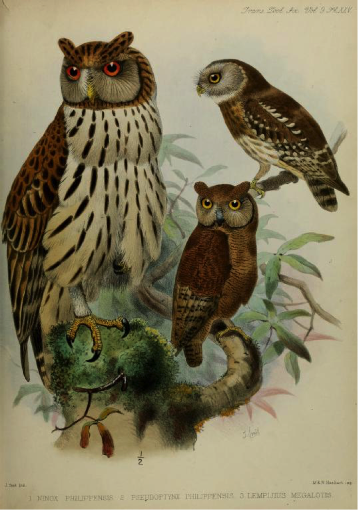 Walden’s A List of Birds known to inhabit the Philippine Archipelago (1875): (left) Philippine Eagle-Owl, (top right) Luzon Hawk-Owl, (bottom right) Philippine Scops Owl