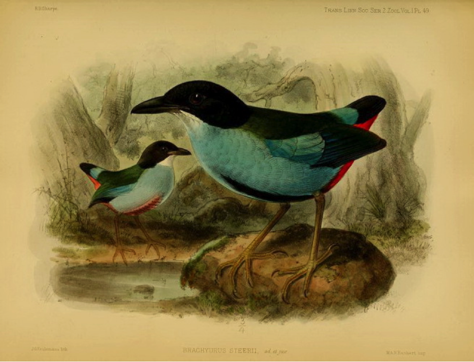 Sharpe’s On the Birds collected by Professor Steere in the Philippine Archipelago (1877): Azure-breasted Pitta (or Steere’s Pitta)