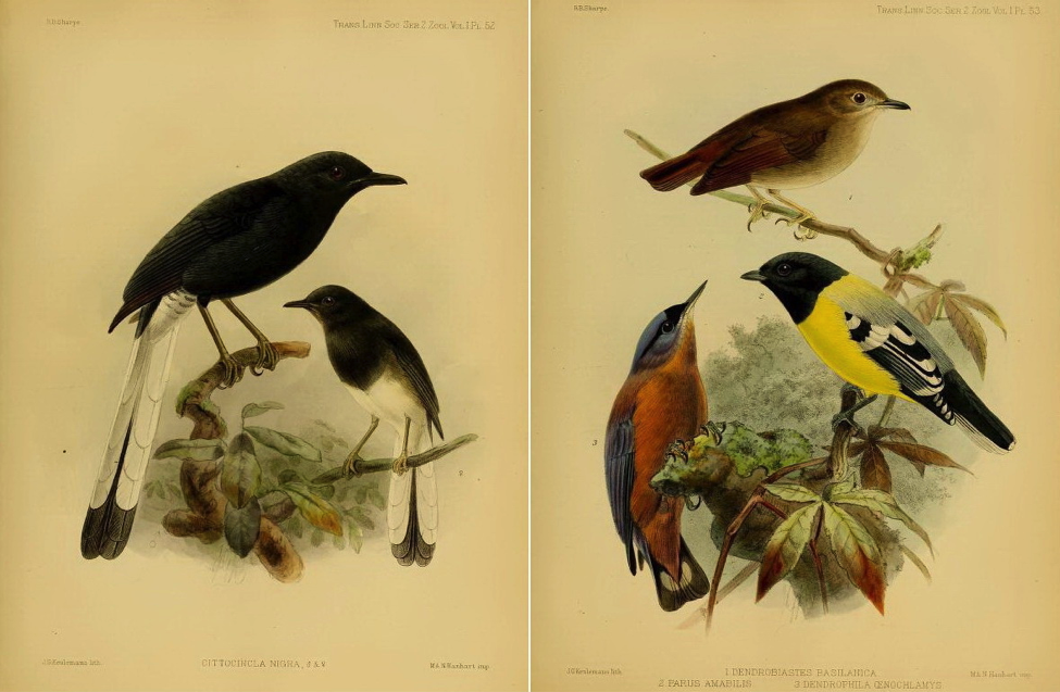 Sharpe’s On the Birds collected by Professor Steere in the Philippine Archipelago (1877): White-vented Shama; Little Slaty Flycatcher, Palawan Tit and Sulphur-billed Nuthatch