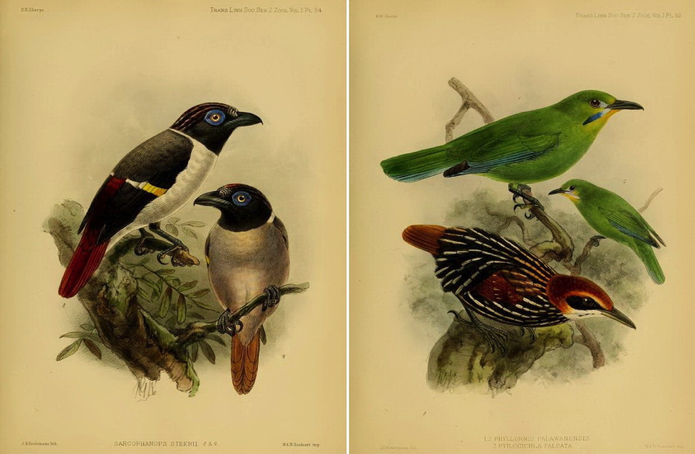 Sharpe’s On the Birds collected by Professor Steere in the Philippine Archipelago (1877): Wattled Broadbill; Yellow-throated Leafbird and Falcated Wren-Babbler