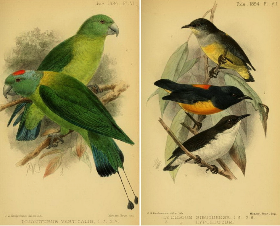 Sharpe’s On a Collection of Birds sent by Mr. Alfred H. Everett from the Sulu Archipelago (1894): Blue-winged Racket-tail; Orange-bellied Flowerpecker (male and female) and Buzzing Flowerpecker