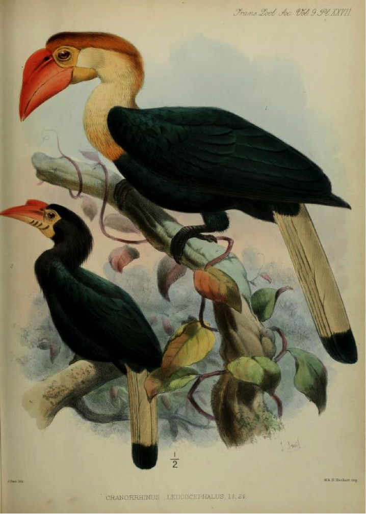 Walden’s A List of Birds known to inhabit the Philippine Archipelago (1875): Writhed Hornbill