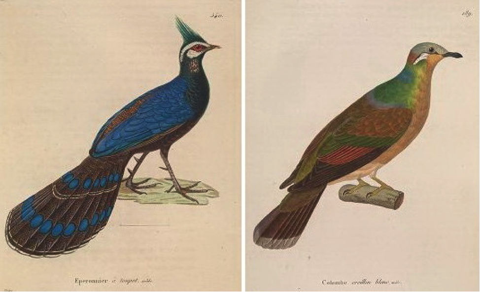 Temminck’s Nouveau recueil (1838): Palawan Peacock-Pheasant and White-eared Brown Dove