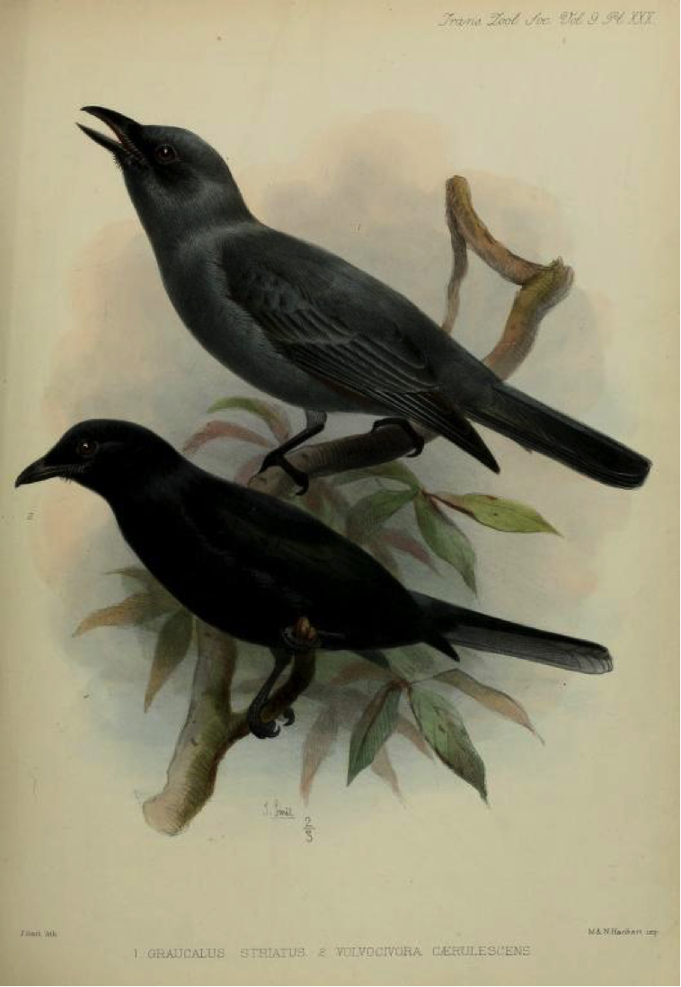 Walden’s A List of Birds known to inhabit the Philippine Archipelago (1875): Bar-bellied Cuckooshrike and Blackish Cuckooshrike