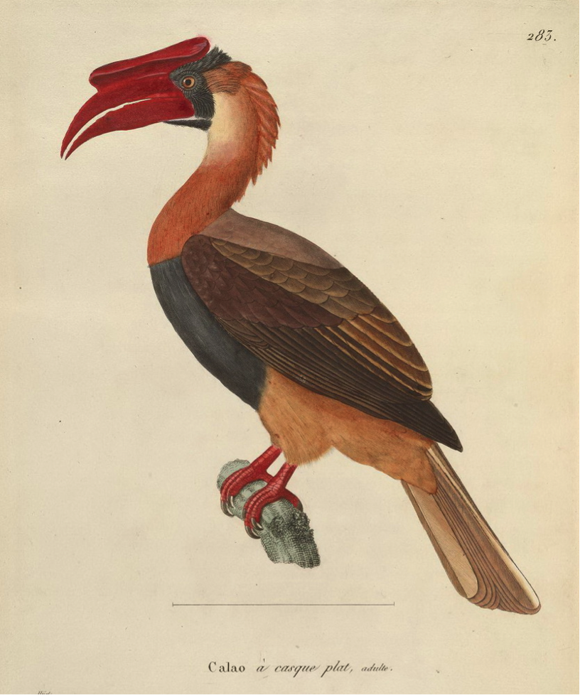 Temminck’ s Nouveau recueil (1838): Rufous Hornbill