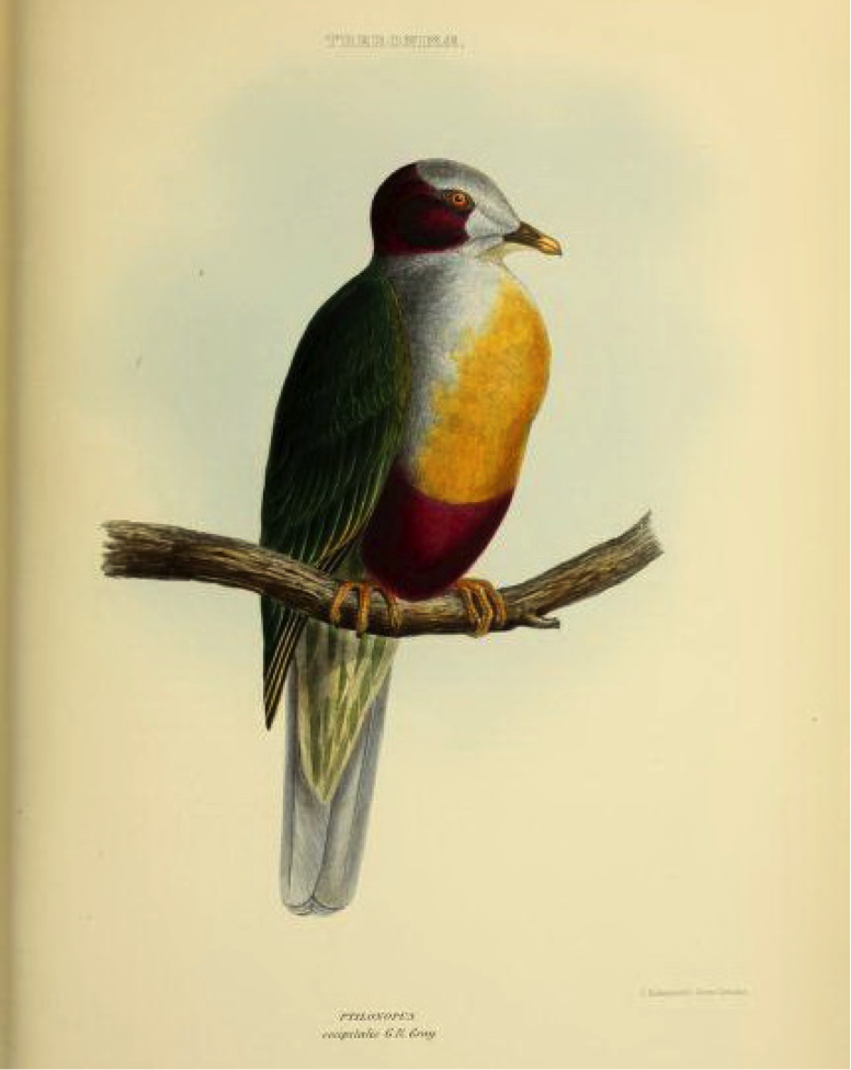 Gray’s Genera of Birds (1849): Yellow-breasted Fruit Dove