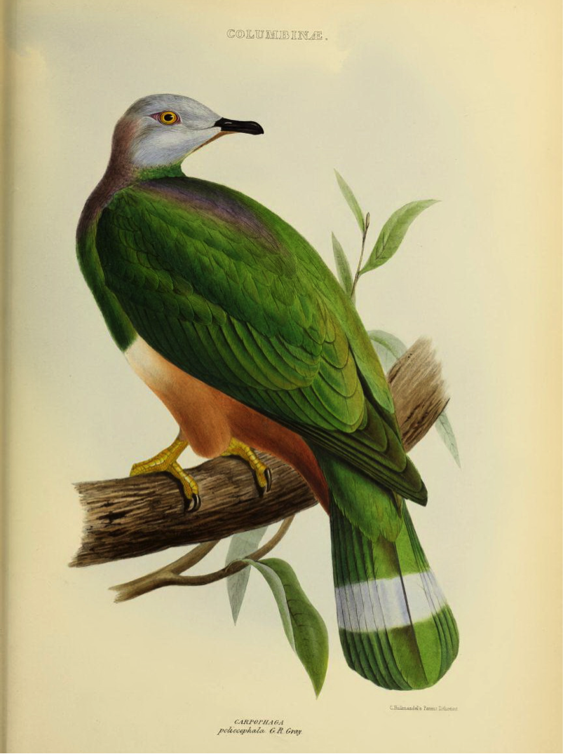 Gray’s Genera of Birds (1849): Pink-bellied Imperial Pigeon