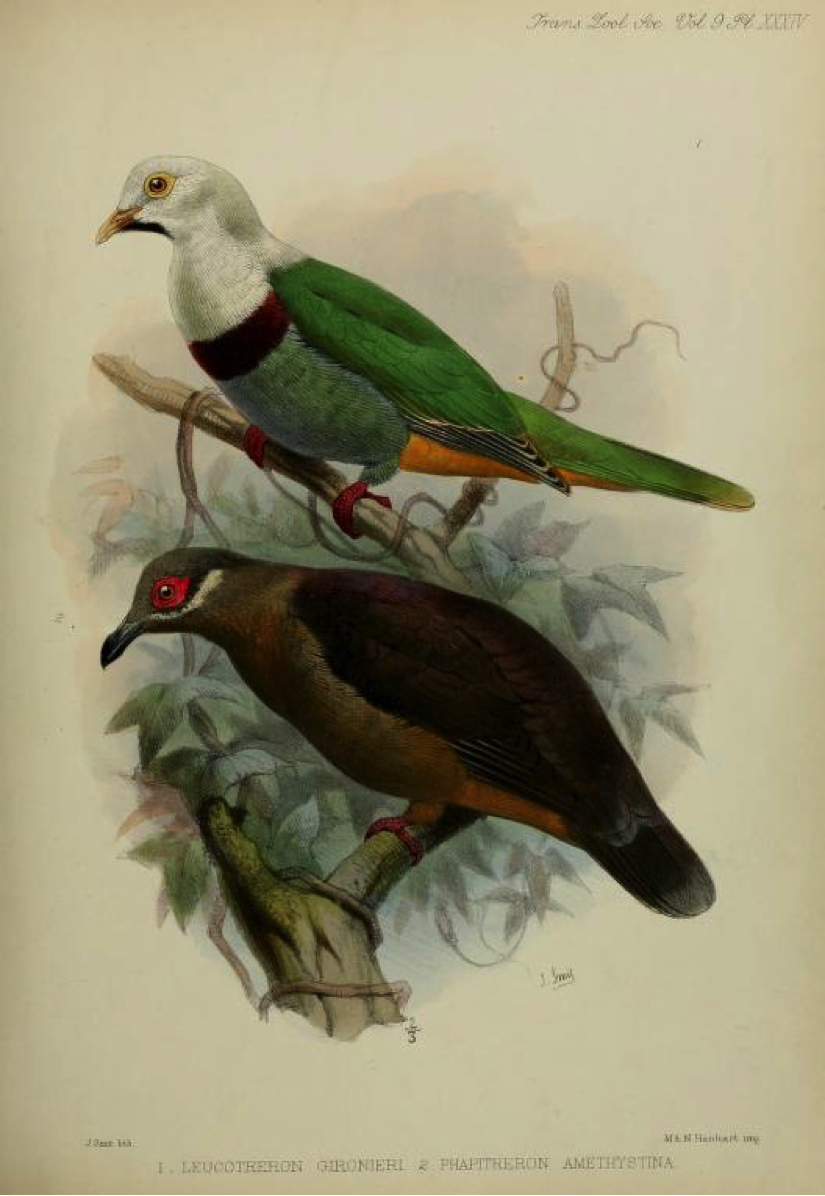 Walden’s A List of Birds known to inhabit the Philippine Archipelago (1875): Black-chinned Fruit Dove and Amethyst Brown Dove