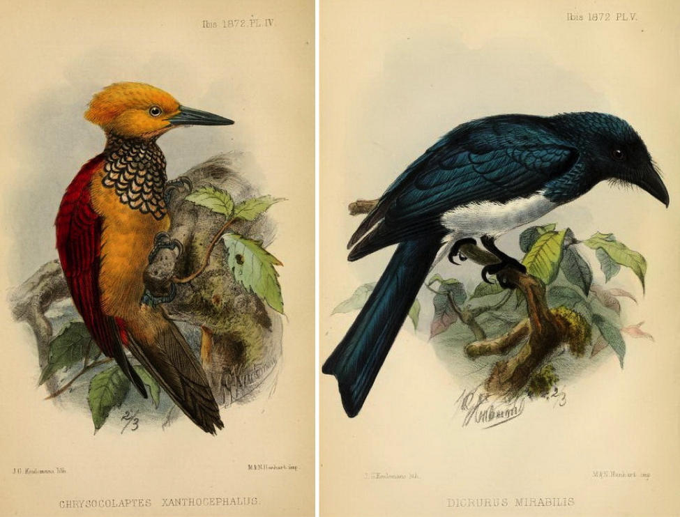 Walden and Layard’s On Birds recently observed or obtained in the Island of Negros (1872): (left) Yellow-faced Flameback and (right) Balicassiao race mirabilis