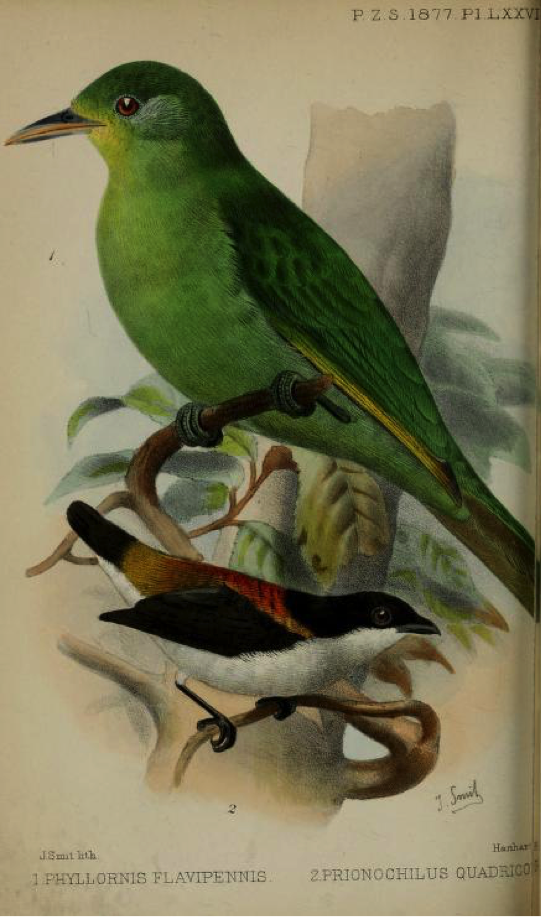Walden’s On the Collection made by Everett in the Island of Zebu (1877): Philippine Leafbird and Cebu Flowerpecker