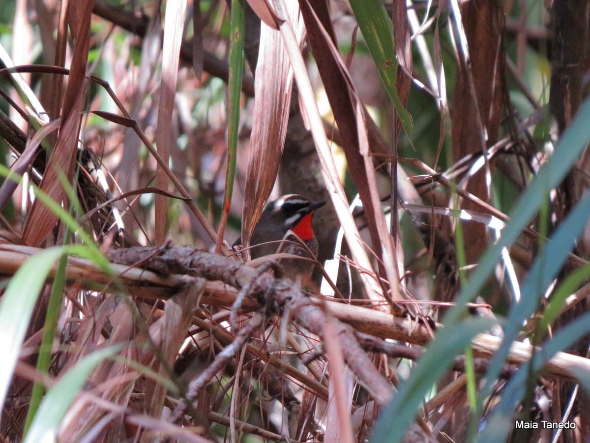 A surprise Rubythroat in Baguio!