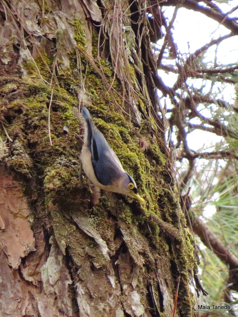 One of the many Sulfur-billed Nuthatches we saw in the trail.