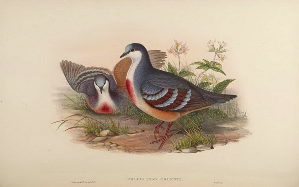 Gould’s Birds of Asia (1883): Luzon Bleeding Heart