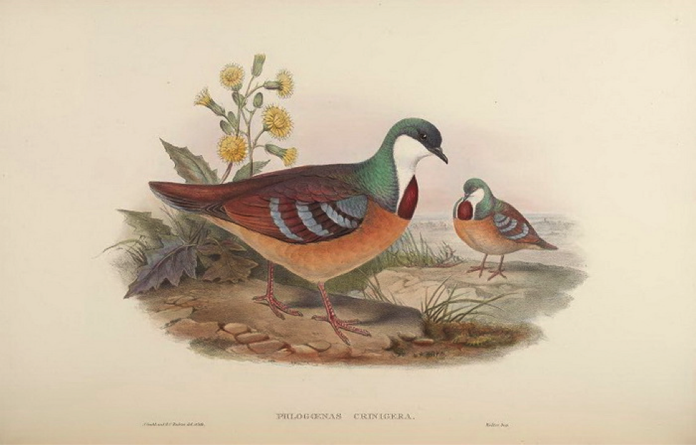 Gould’s Birds of Asia (1883): Mindanao Bleeding Heart