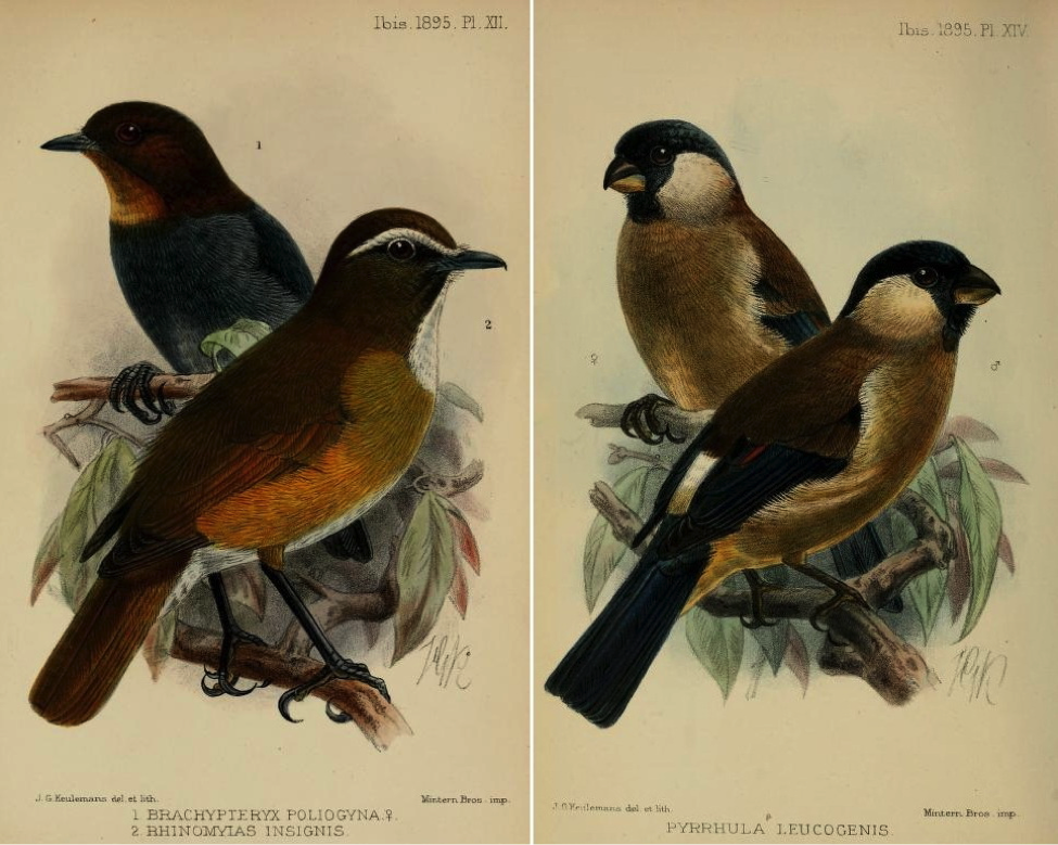 Ogilvie-Grant in The Ibis (1895): White-browed (Luzon) Jungle Flycatcher, White-browed Shortwing, and (right) White-cheeked Bullfinch