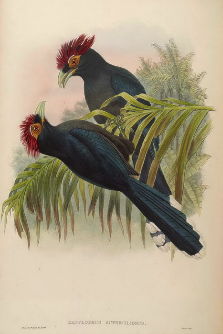 Gould’s Birds of Asia (1883): Rough-crested Malkoha