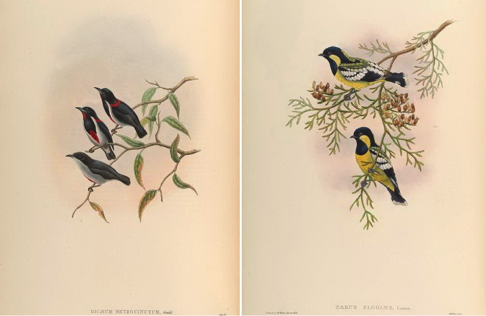 Gould’s Birds of Asia (1883): Scarlet-collared Flowerpecker and Elegant Tit
