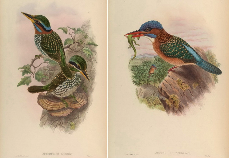 Gould’s Birds of Asia (1883): Spotted Wood-Kingfisher and Blue-capped Wood-Kingfisher