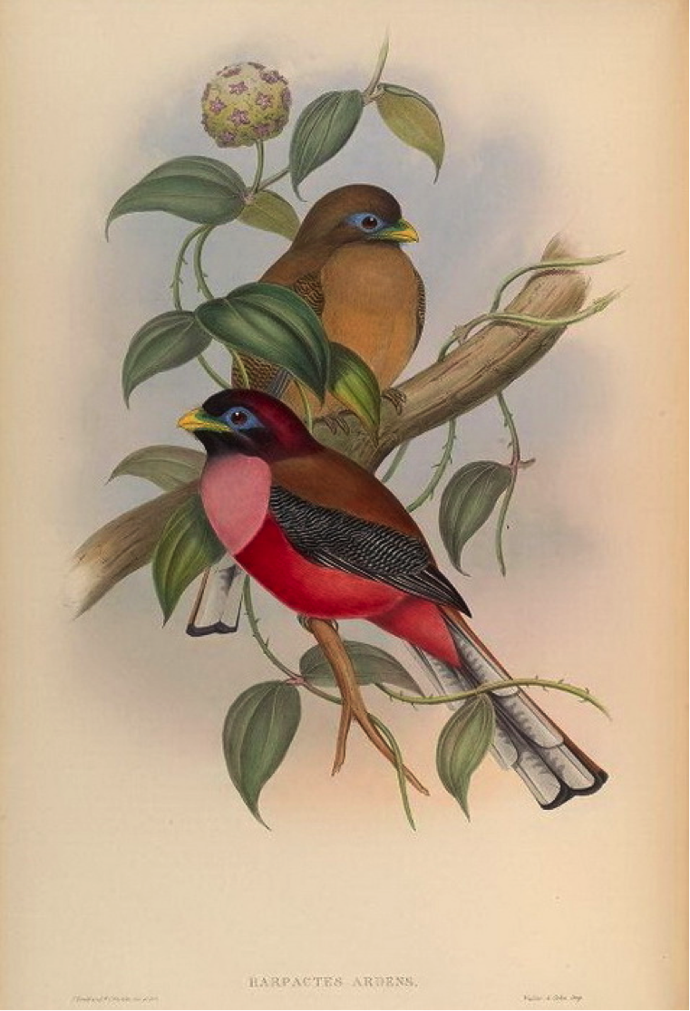 Gould’s Birds of Asia (1883): Philippine Trogon