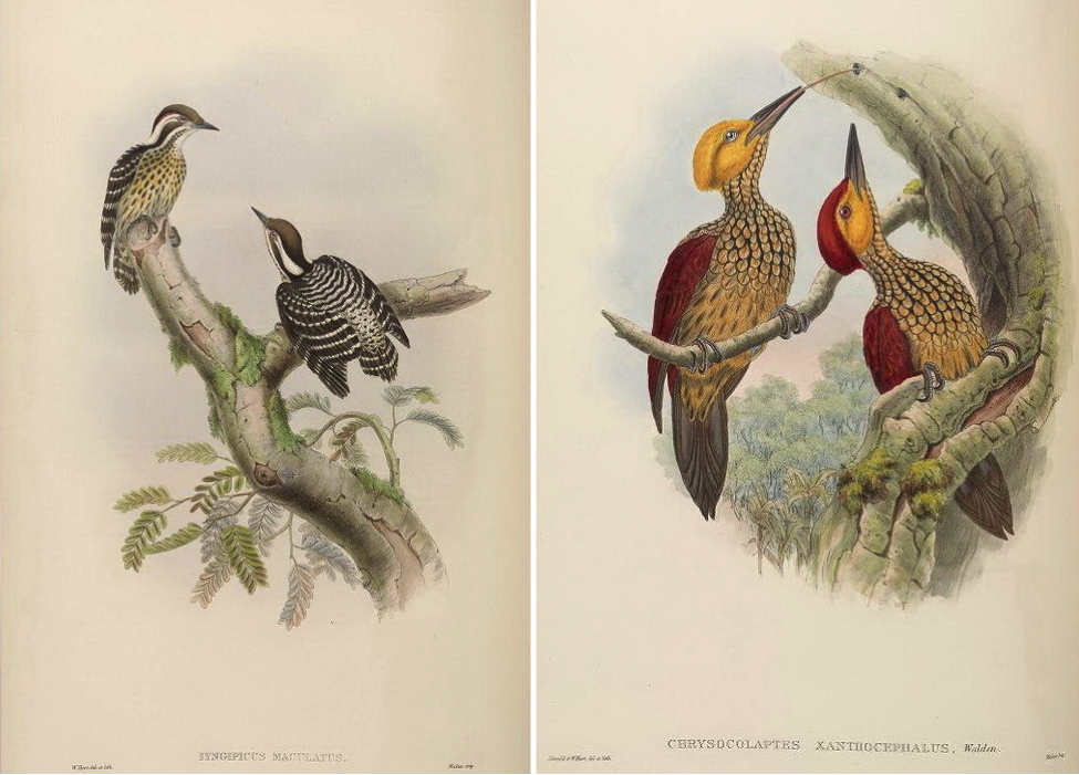 Gould’s Birds of Asia (1883): Philippine Pygmy Woodpecker and Yellow-faced Flameback