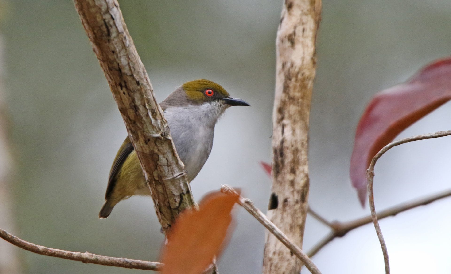 Olive-capped Flowerpecker. Photo by Pete Simpson