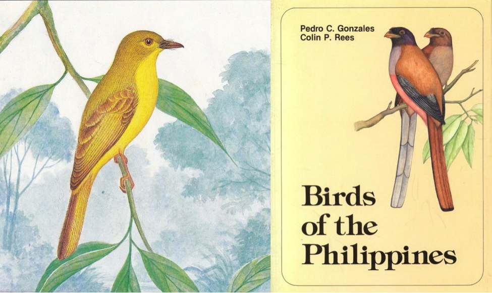 Gonzales and Rees’ Birds of the Philippines (1988): Citrine Canary-Flycatcher and Book Cover 