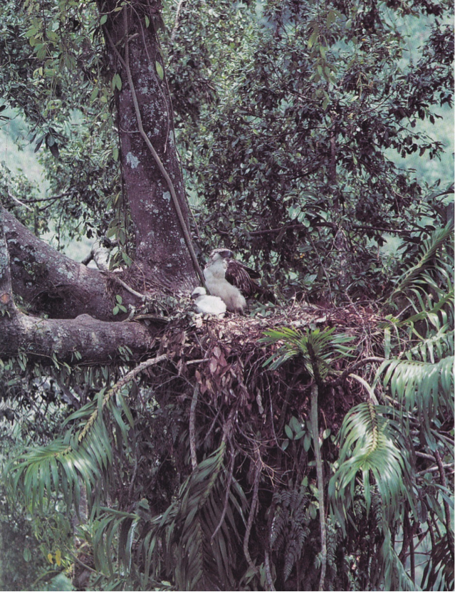 Dickinson et al’s The Birds of the Philippines: Adult female Philippine Eagle with 40-day old eaglet at Magpet, North Cotabato, March 1979