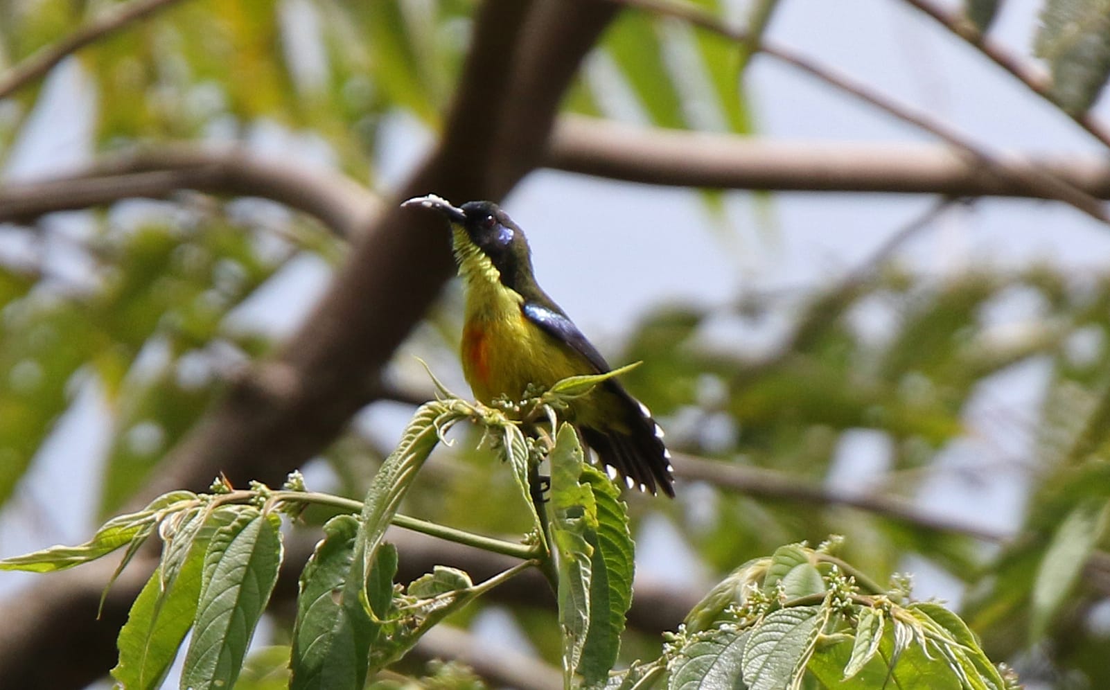 Lina's Sunbird, male. Photo by Pete Simpson