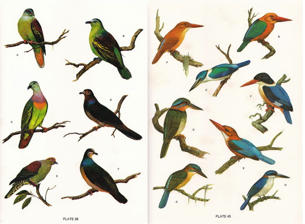 Dupont’s Philippine Birds typical illustration pages