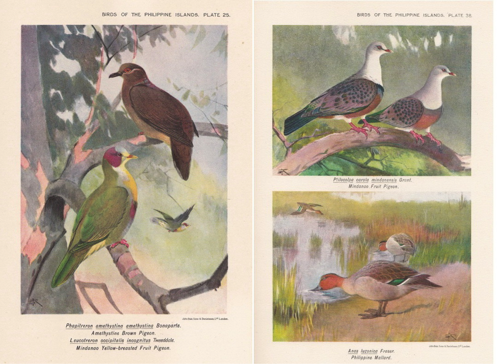 Hachisuka’s Birds of the Philippines (1931): (left) Amethyst Brown Dove and Yellow-breasted Fruit Dove; (right) Spotted Imperial Pigeon and Philippine Duck 