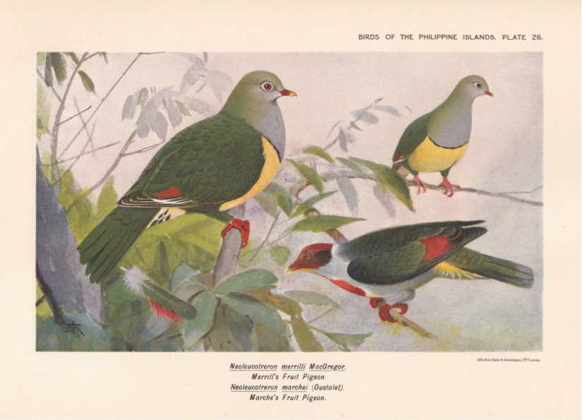 Hachisuka’s Birds of the Philippines (1931): Cream-bellied Fruit Dove and Flame-breasted Fruit Dove 