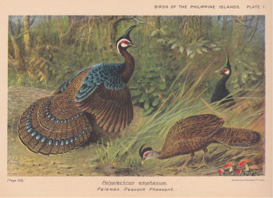 Hachisuka’s Birds of the Philippines (1931): Palawan Peacock-Pheasant 