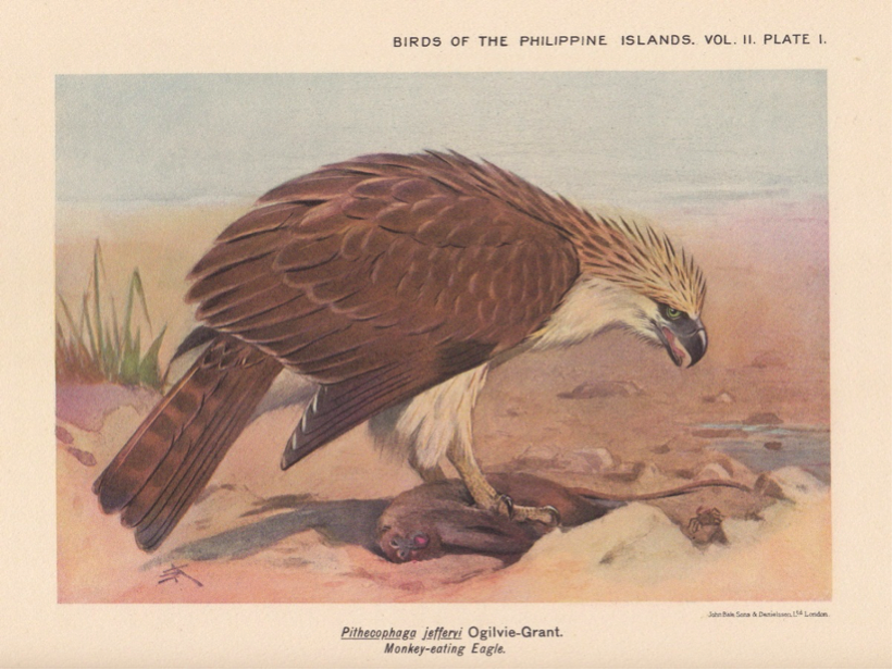 Hachisuka’s Birds of the Philippines (1931): Philippine Eagle
