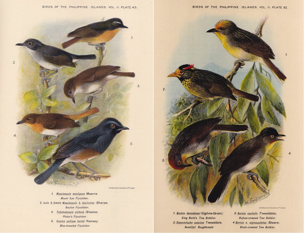 Hachisuka’s Birds of the Philippines (1931): (left) Snowy-browed Flycatcher, Little Slaty Flycatcher, Palawan Flycatcher, and Blue-breasted Blue Flycatcher; (right) Golden-crowned Babbler, Flame-templed Babbler, Rusty-crowned Babbler, and Black-crowned Babbler