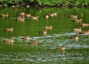 The Philippine Duck is the only endemic duck in the Philippines. It outnumbered the other species we counted in Paoay Lake. Photo was taken in Barangay Gabu, Laoag City.