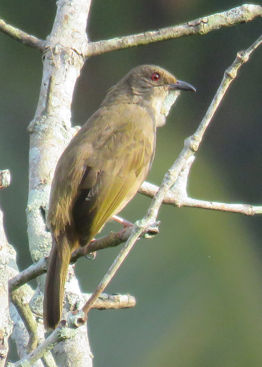 Olive-winged Bulbul. Photo by Randy Weisser.