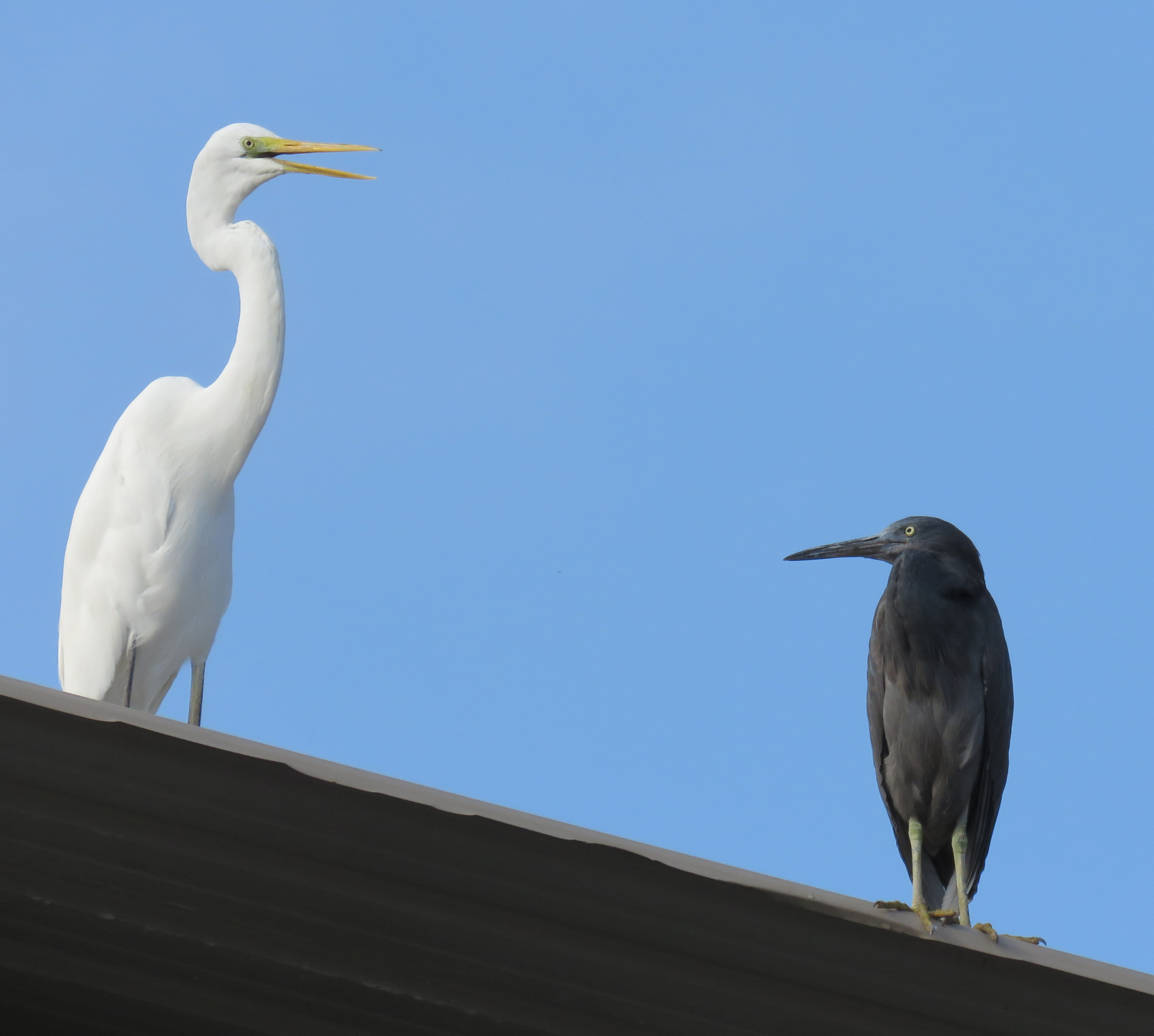 Roof-top Egrets. Photo by Randy Weisser.