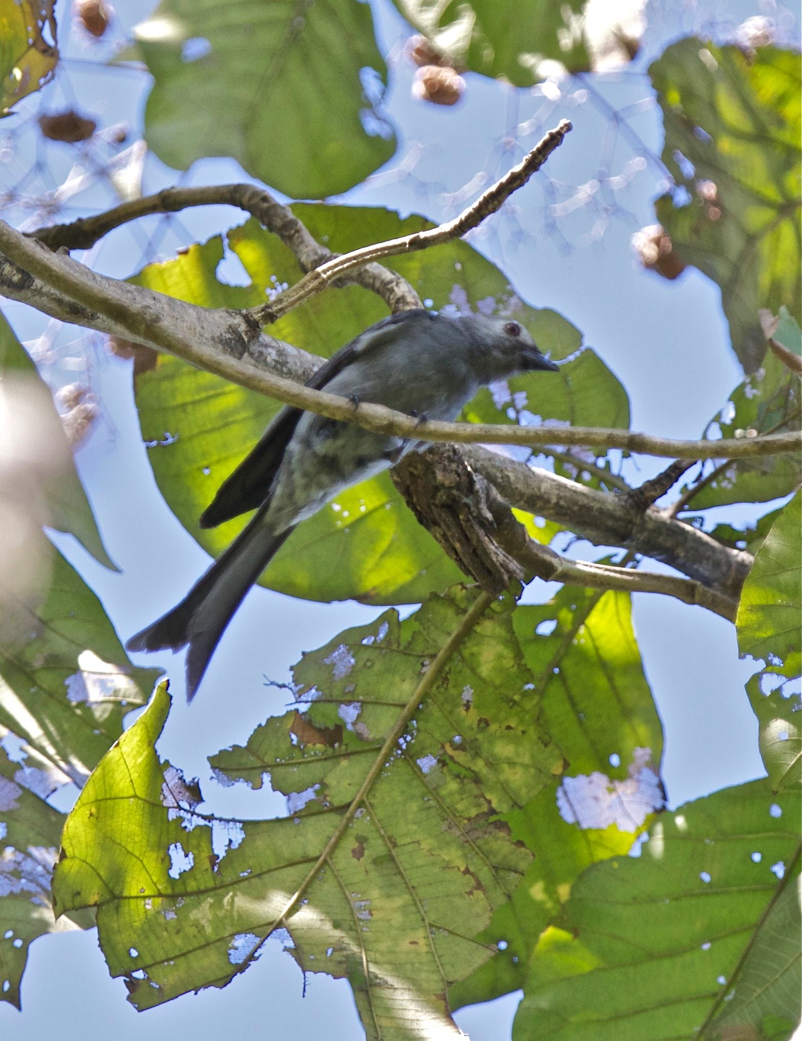 Ashy Drongo in UP Diliman, Quezon City (31 January 2015.) Photo by Bert Madrigal.
