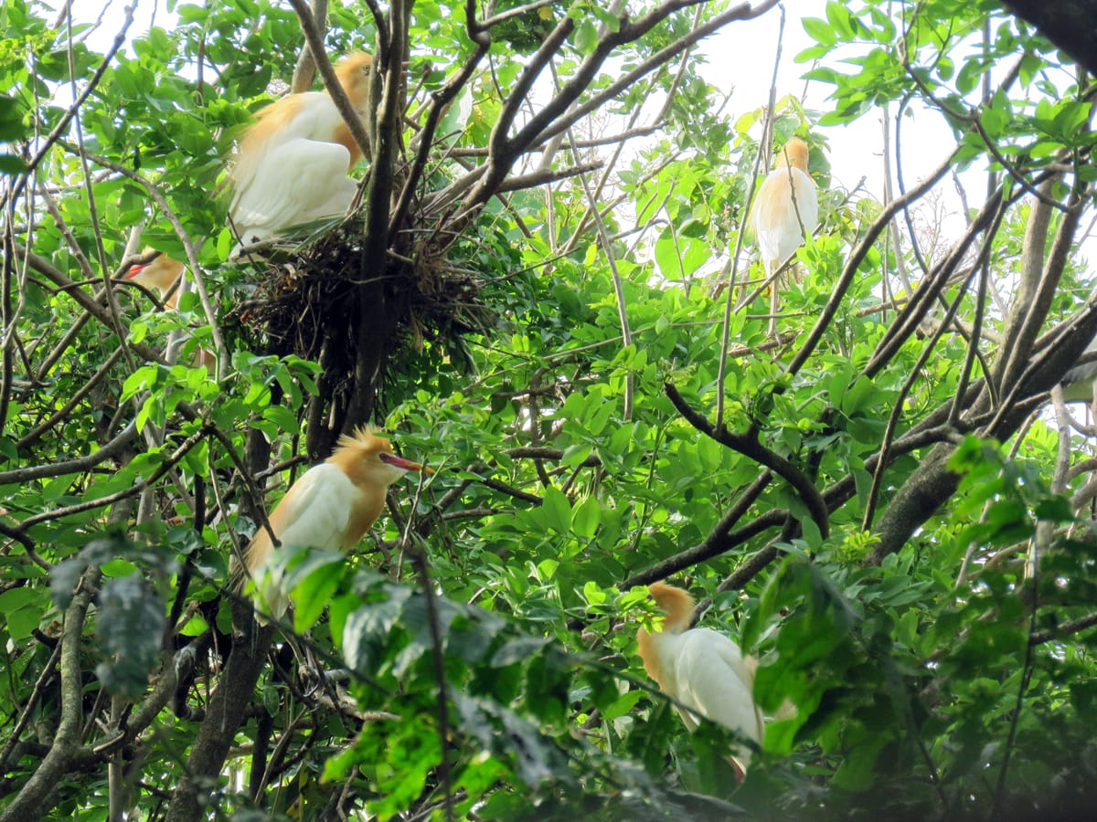 Cattle Egrets Group