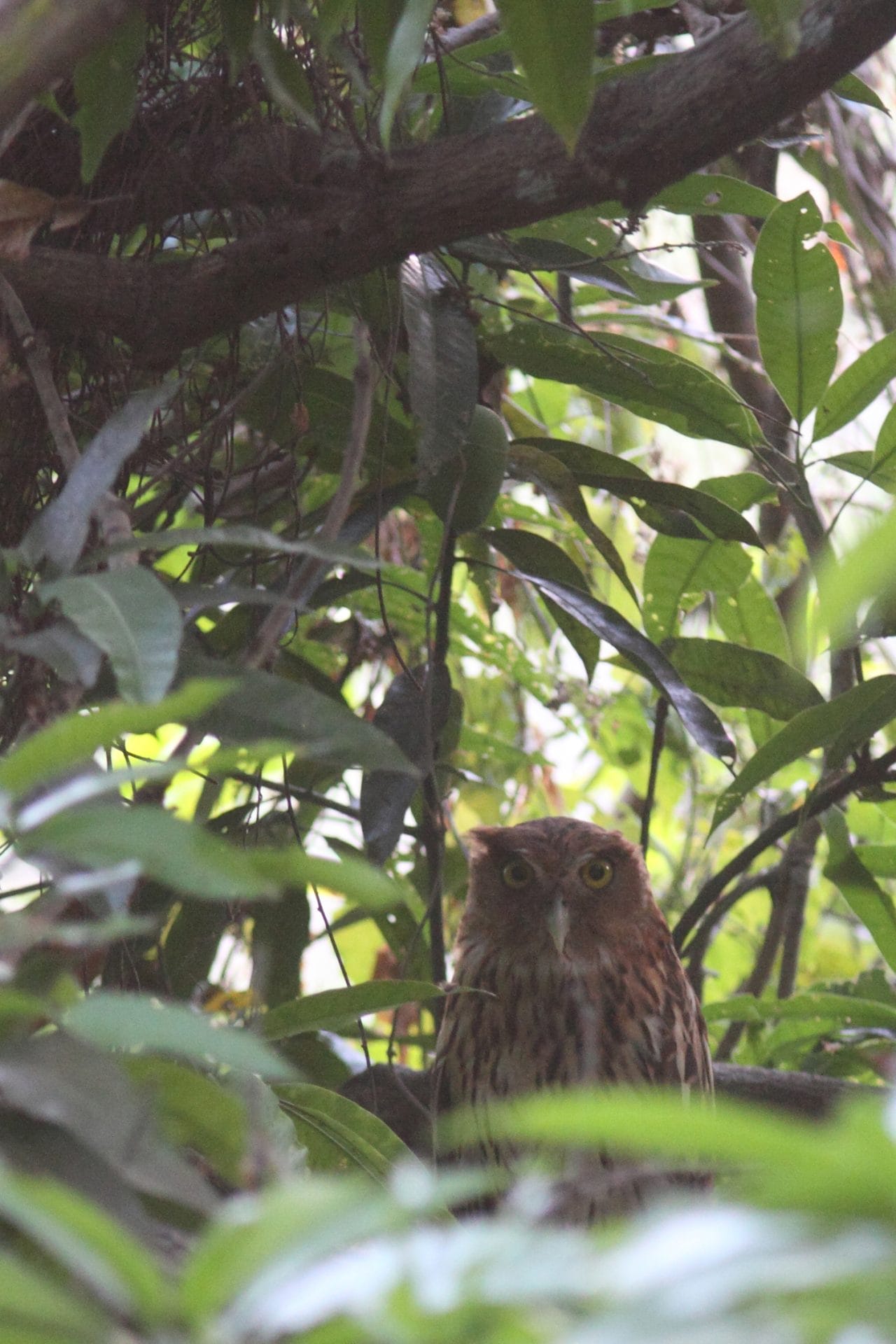 My first view of a Philippine Eagle-Owl roosting in a shady mango tree. I almost had to stand on tiptoes to photograph this bird over the leaves.