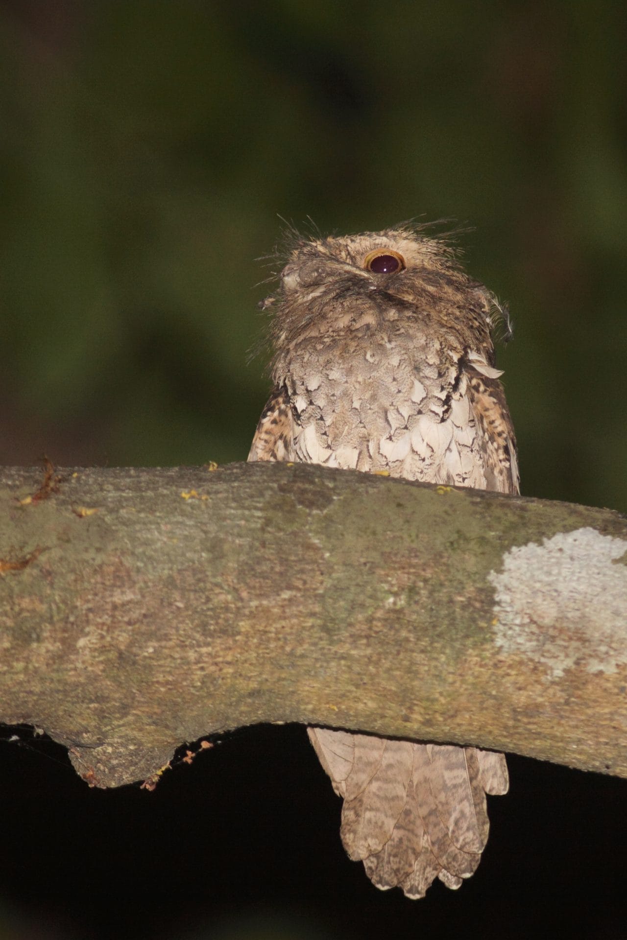 Finding this Philippine Frogmouth sitting silently on a low perch was a special bonus.