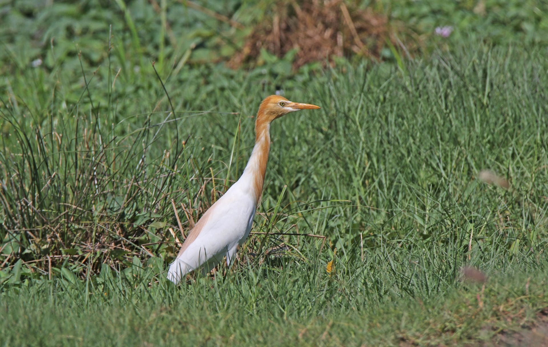 Eastern Cattle Egret. Photo by Pete SImpson.