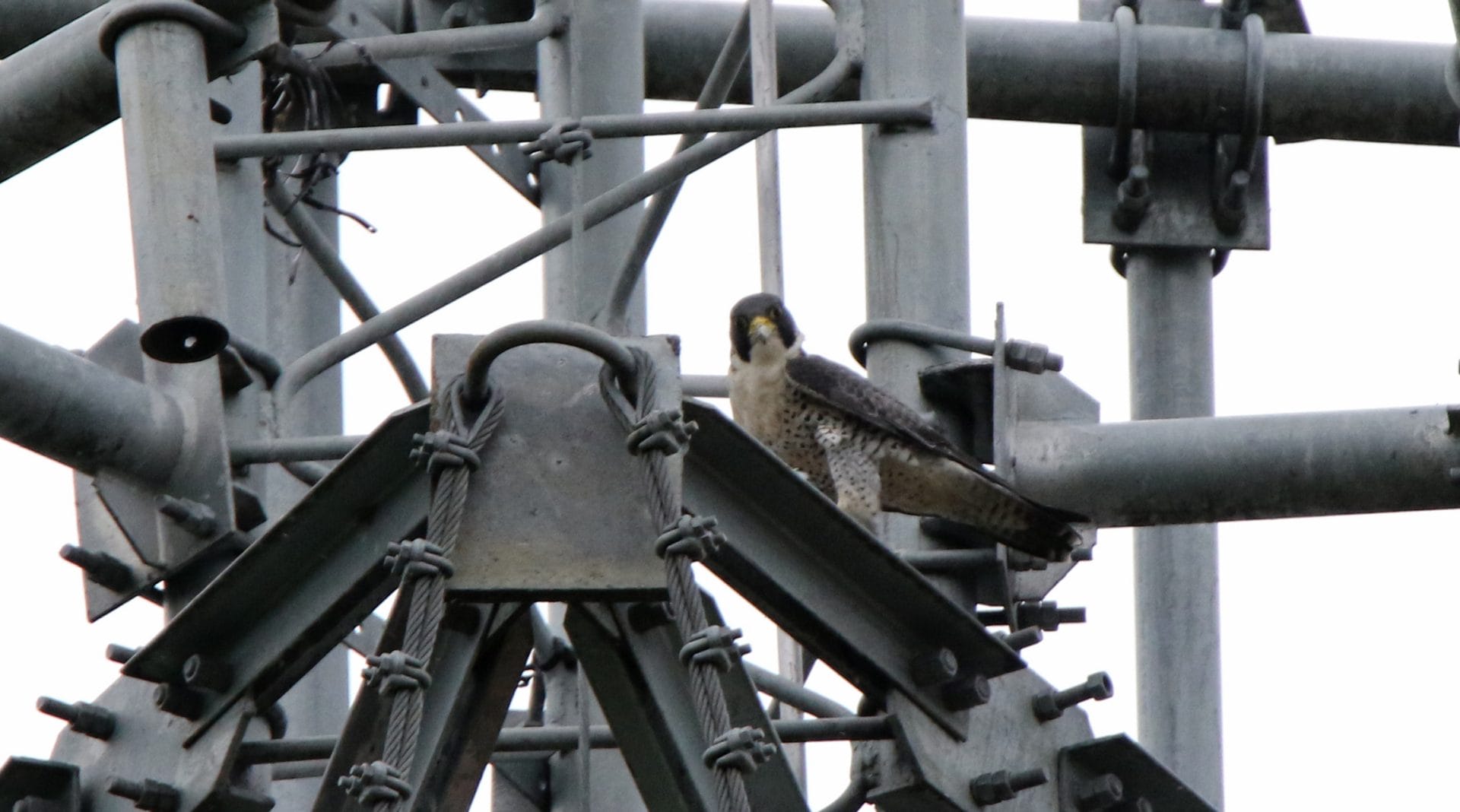 Viewed from the small hotel car park, a telecom tower holds a winter visiting calidus Peregrine Falcon. Photo by Pete SImpson.